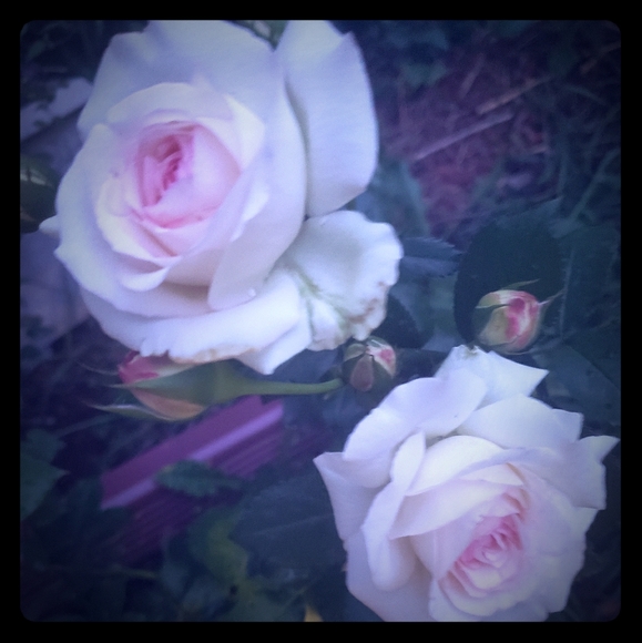 Meet your Posher, Jo - Picture 1 of 2